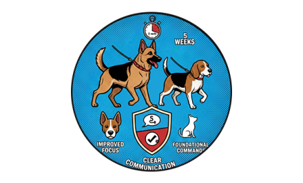 Charming long-haired dog with expressive eyes sitting on a sofa indoors, looking alert.