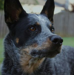Australian Cattle Dog photographed outdoors in a backyard setting, showcasing its distinctive features.