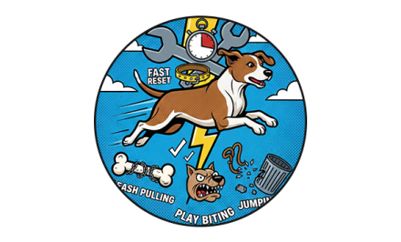 Charming long-haired dog with expressive eyes sitting on a sofa indoors, looking alert.